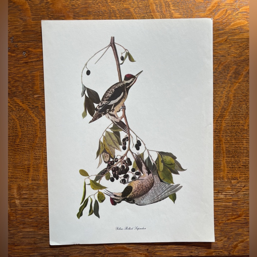 Vintage Audubon Birds of America Lithograph Print, Yellow Bellied Sapsucker